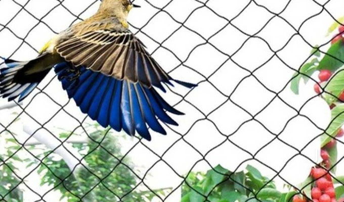 Anti Bird Nets in moghalajpuram